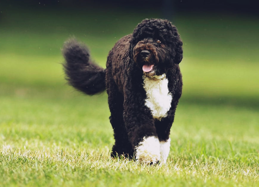 Portuguese Water Dog – Dogfather